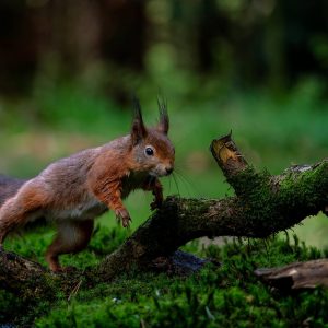 Un premier inventaire biodiversité réalisé au CLSH