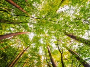 Bilan du Premier Appel à projets du programme interdisciplinaire ARTEMIS sur la forêt et le bois