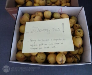 L&rsquo;UFR MIM fait sa collecte de coings pour l&rsquo;année 2025