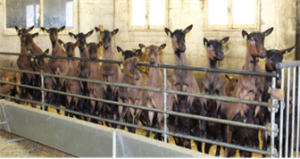 &Agrave; la d&eacute;couverte de la Bio&eacute;conomie &agrave; la ferme de la Bouzule
