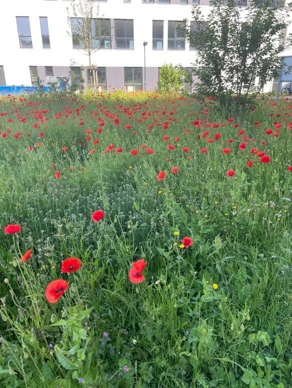 Photographie de gestion différenciée des espaces verts (Sur le site de Brabois santé)