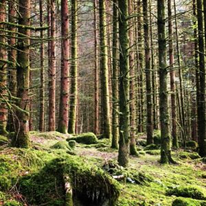 [Summer School] Challenges and latest tools for forest planning and management in the 21st century