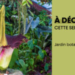 Floraison exceptionnelle de l'arum titan au Jardin botanique Jean-Marie Pelt