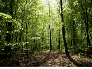 Concours photo &quot;La forêt et moi&quot; : captez la nature, racontez votre lien à la forêt