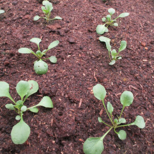 Pollution des sols : les solutions bas&eacute;es sur le phytomanagement &agrave; l&rsquo;honneur au LSE