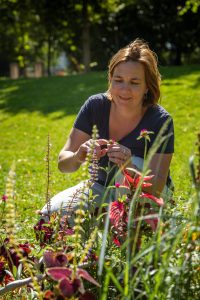 URBLOOM : des platebandes fleuries adaptées aux sécheresses pour les pollinisateurs