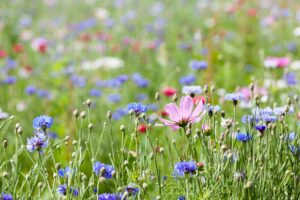 Un inventaire de la biodiversit&eacute; &agrave; l&rsquo;Universit&eacute; de Lorraine ? On vous explique !