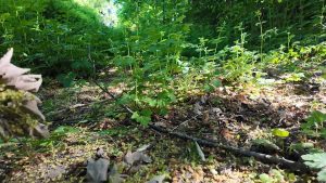 Désimperméabiliser les sols urbains : une nécessité face aux enjeux du changement climatique et de l’érosion de la biodiversité !